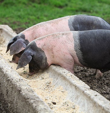 Two pink and gray pigs eating in a trough
